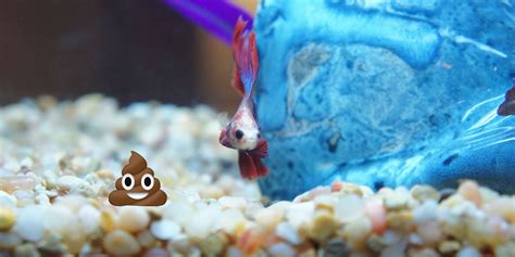 Do Betta Fish Poop