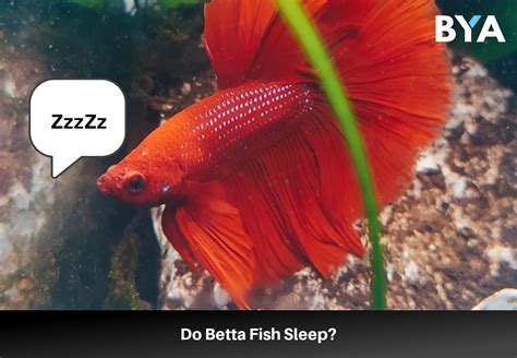 Do Betta Fish Sleep With Their Eyes Open