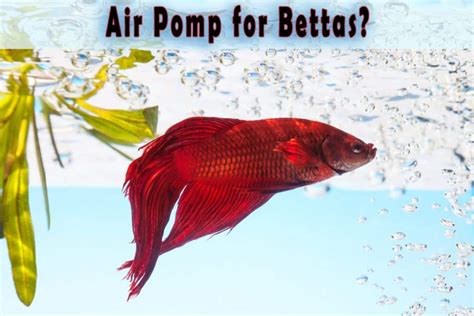 Do Betta Need Air Pump