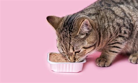 Make Your Feline Friend Purrfectly Happy: Discover Why Cats Thrive on Wet Food