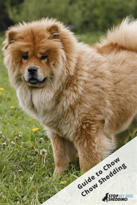 Why Do Chow Chows Shed So Much? (Do Chow Chows Shed Much?) Oodle Life