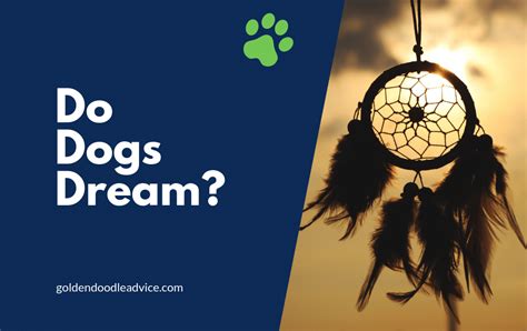 The Enigmatic World of Dogs: Unlocking the Mystery of their Dreamlike State