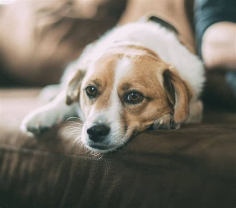 Do Dogs Remember Other Dogs That Have Died