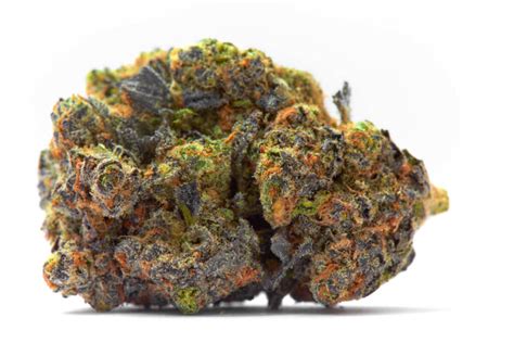 Do Exotic Weed Have Seeds