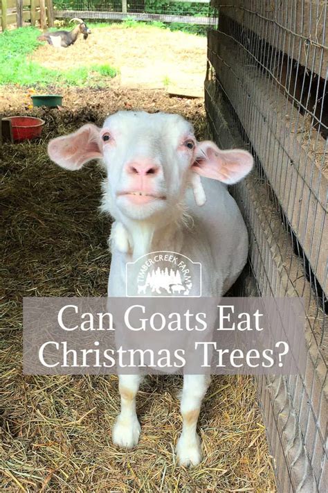 Do Farm Animals Eat Christmas Trees