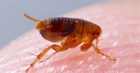 Do Farm Animals Get Fleas