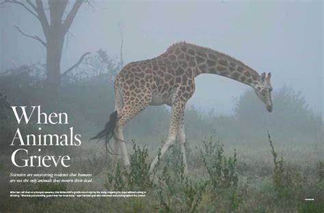 Do Farm Animals Grieve