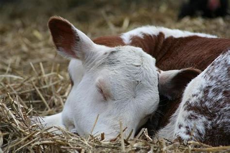 Do Farm Animals Sleep At Night
