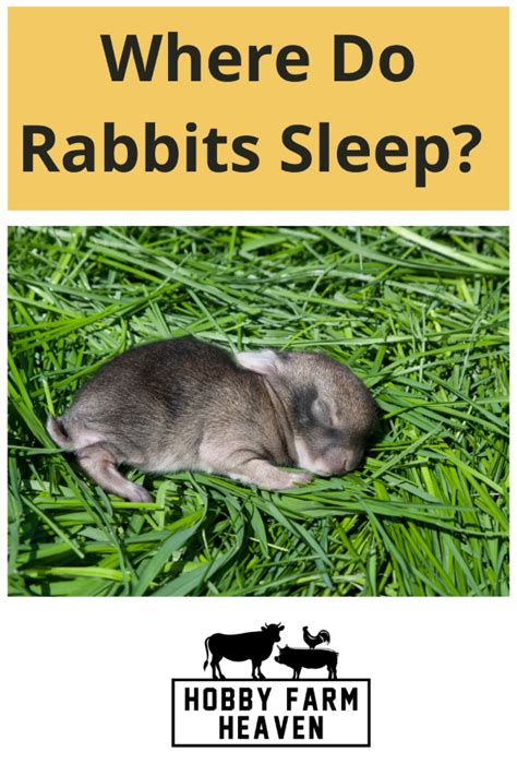 Do Farm Animals Sleep At Night