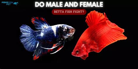 Do Female Betta Fish Fight