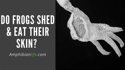 Fascinating Facts About the Flawless Molting of Frogs: Shedding Light on Do Frogs Shed Their Skin