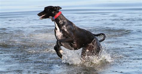 Do Greyhounds Like Water