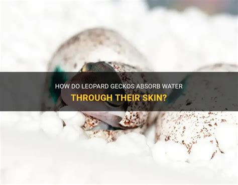 Exploring the Myth: Do Leopard Geckos Really Absorb Water Through Their Skin?