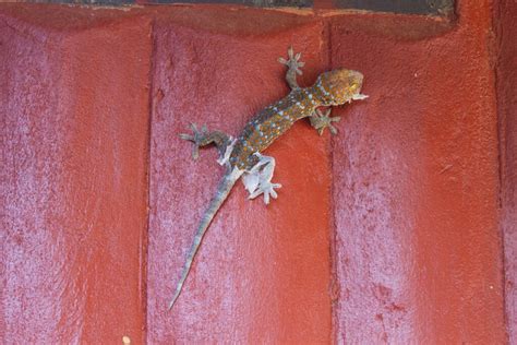Unveiling the Mystical & Mesmerizing World of Lizard Skin-Shedding!