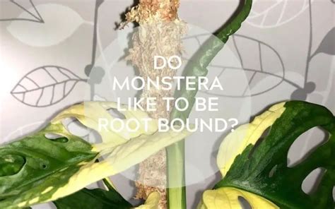 Do Monsteras Like To Be Root Bound