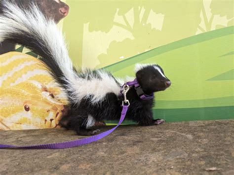 Do Not Corner or Startle Skunks