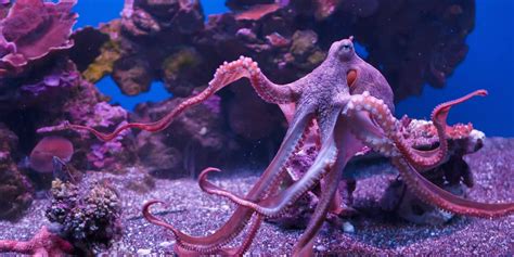 Unveiling the Secrets of the Deep: Discovering Whether Octopuses Shed Their Skin