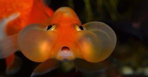 The Truth Revealed: Shocking Reasons Why People Still Eat Goldfish Today