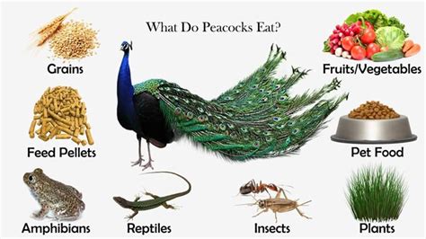 The Shocking Truth behind the Widespread Practice of Eating Peacocks