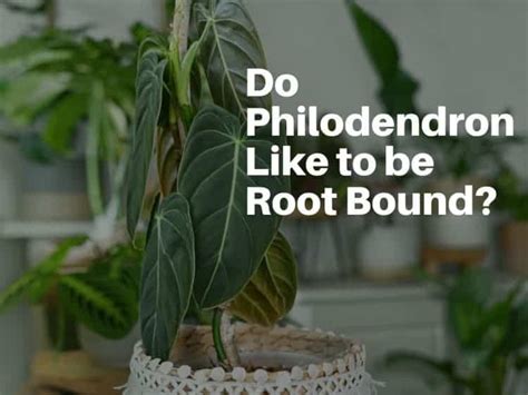 Do Philodendrons Like To Be Root Bound