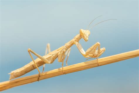 The Fascinating Lifecycle of Praying Mantises: Shedding Their Skin to Release New Life