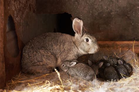 Unveiling the Truth: Do Adorable Bunnies Devour Their Own Offspring? - A Comprehensive Exploration of Rabbit Parenting Habits