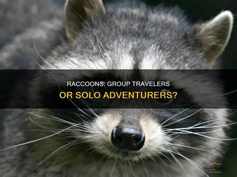 Do Raccoons Travel in Packs? - Understanding Raccoon Social Behavior