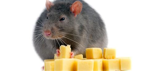 List 91+ Pictures Pictures Of Rats Eating Cheese Full HD, 2k, 4k