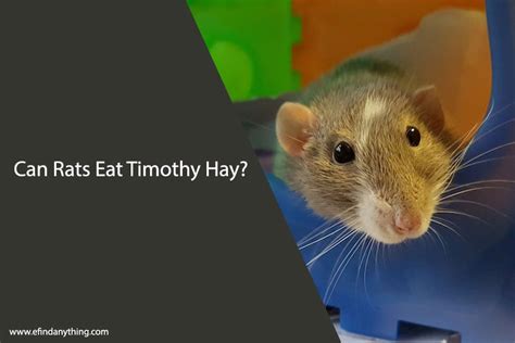 Is Timothy hay ok to give rats? My girls always beg for it whenever I