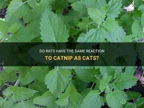 What Happens When Rats Are Exposed To Catnip? Exploring The Effects On