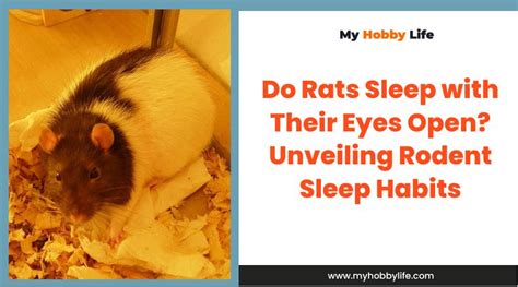 Do Rats Really Sleep With Their Eyes Open? - The Rat World