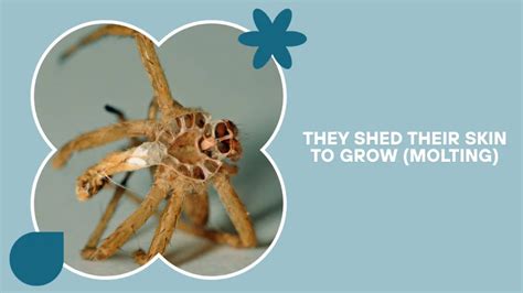 The Terrifying Secret Behind Spider Shedding: Unveiling the Creepy Crawly Transformation
