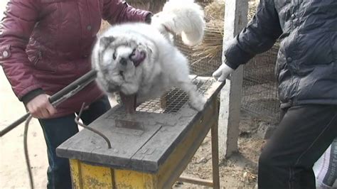 Do They Kill Animals In Fur Farms