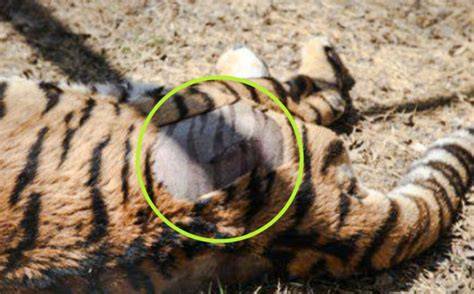 The Majestic Mystery: Uncovering the True Colors of Tiger Skin