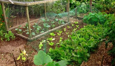 Do You Need Animals To Permaculture Farm