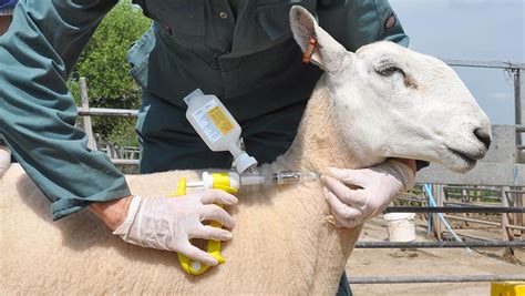 Do Your Animals Need To Be Vaccinated In A Farm