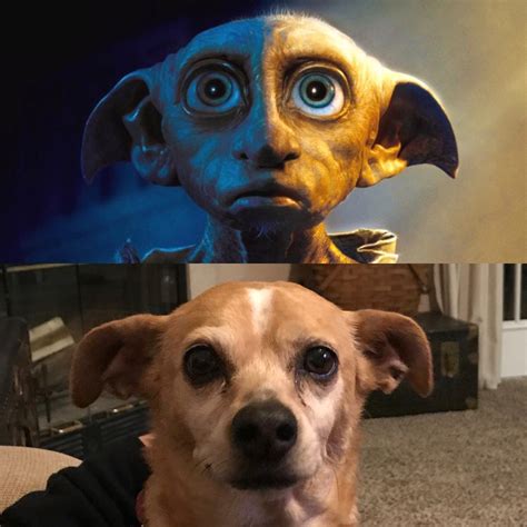 Dobby Dog Meme