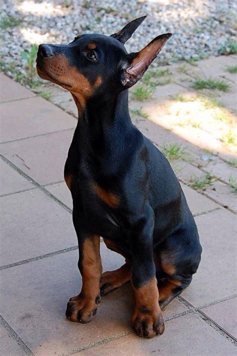 intelligent doberman puppies available for sale in jamnagar