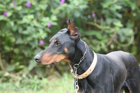 Doberman Dog With Clipped Ears: Everything You Need To Know
