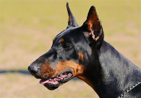Doberman Ear Cropping: What You Need To Know