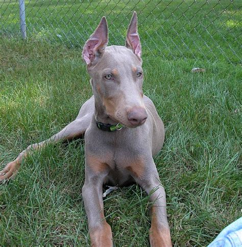 Doberman Fawn: The Unique And Lovable Dog Breed Of 2023