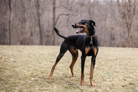 Doberman Greyhound Mix: A Unique And Loyal Companion