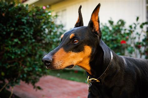 The Amazing Doberman Pinscher Dog In 2023