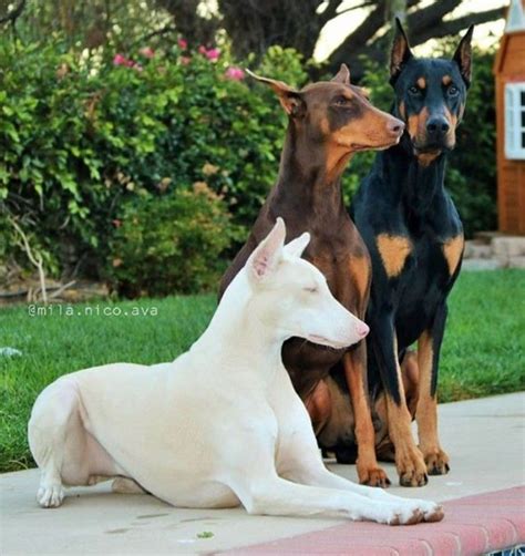 Doberman White Puppy: A Unique And Beautiful Addition To Your Family