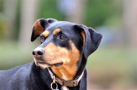 Doberman And Rottweiler Cross: The Ultimate Guard Dog