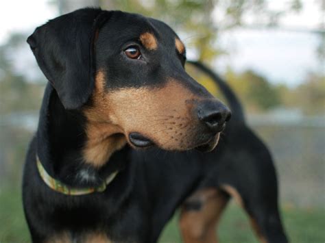 Beagleman (Doberman PinscherBeagle Mix) Info, Puppies, Temperament