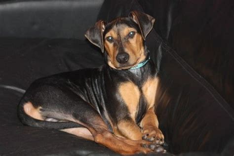 Hals Regenfall Kartoffeln dobermann jack russel mix Leicht zu lesen