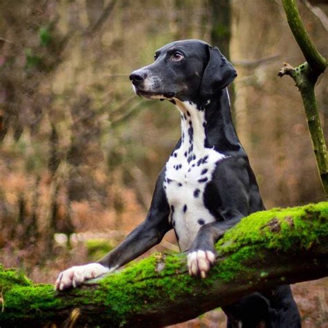 Doberman Dalmatian Mix Info, Pictures, Facts, FAQs & More
