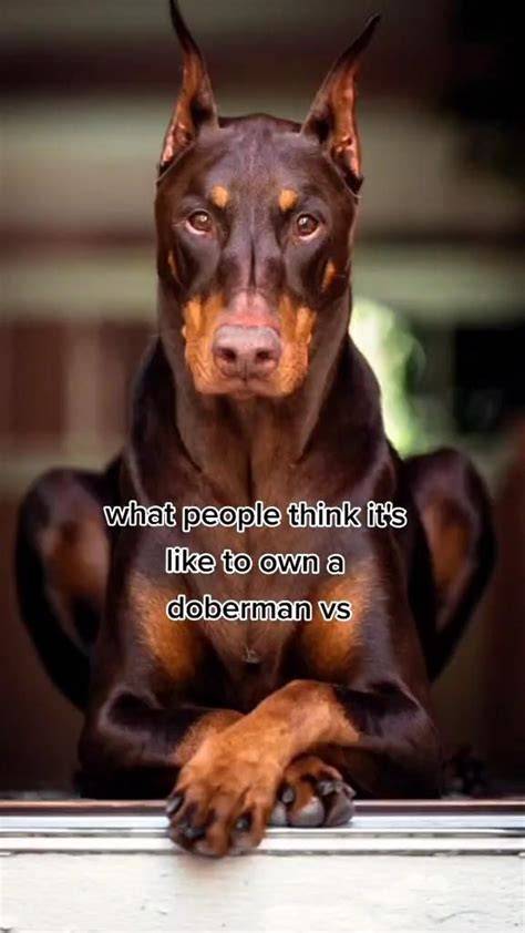 23+ Doberman Funny Memes l2sanpiero