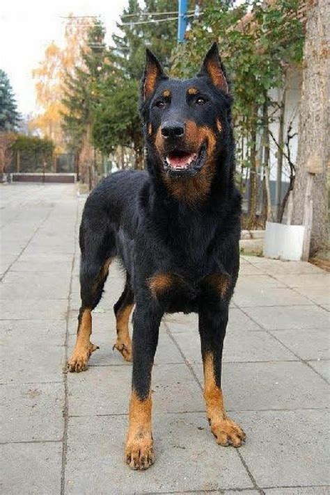 10 Awesome Doberman Mixes You Need To Feast Your Eyes On